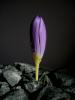 Crocus Kotschayanus Subsp Cappadocicus