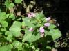 Lamium Maculatum Ist.