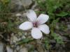 Linum Tenuifolium