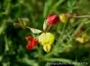 Lotus Corniculatus / Gazel Boynuzu