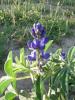 Lupinus Ssp. Ist.