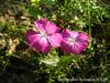 Lychnis Coronaria / Yalanc Karanfil