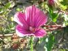 Malope Malacoides Ist.