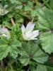 Malva Nicaeensis ( Malvaceae )