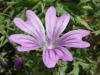 Malva Sylvestris ( Malvaceae )