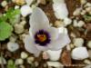 Crocus Mathewii