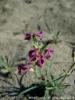 Matthiola Fruticulosa / Kum ebboyu