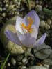 Crocus Cancellatus Subsp. Mazziaricus