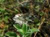 Melanargia Galathea / Anadolu Melikesi