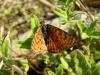 Melitaea Interrupta / Kafkasyal parhan