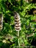 Mentha Longifolia Subsp. Typhoides Var. Typhoides