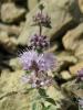 Mentha Pulegium ( Lamiaceae )