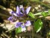 Polygala vulgaris (Polygalaceae)