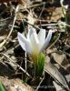 Crocus Minutus