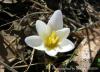 Crocus Minutus