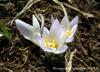 Crocus Minutus