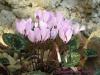 Cyclamen Mirabile