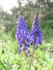 Muscari Armeniacum (arap Smbl) Ist