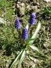 Muscari Aucheri / zm Smbl