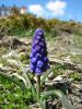 Muscari Bourgaei