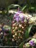 Muscari Mirum