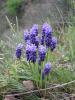 Muscari Neglectum (arap Smbl) Ist.