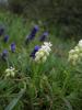 Muscari Neglectum Albino Ist