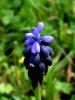 Muscari Neglectum / atalca