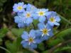 Myosotis Alpestris Istanbul