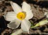 Narcissus Tazetta Tazetta