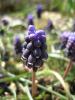 Muscari Neglectum