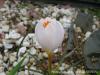 Crocus Niveus