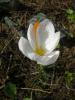 Crocus Niveus