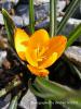 Crocus Olivieri Subsp. Balansae