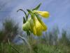 Onosma Echioides (emzilk Otu)