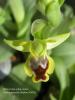 Ophrys Lutea Subsp. Minor