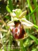 Ophrys Mammosa Ist.