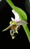 Ophrys Oestrifera Orkide Ist.