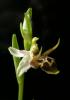 Ophrys Oestrifera Orkide Ist.