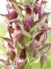 Orchis Coriophora Ist.