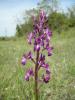 Orchis Laxiflora Orkide Istanbul