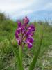 Orchis Laxiflora Orkide Istanbul