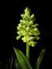 Orchis Pallens Kocaeli