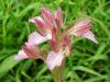 Orchis Papilionacea Rubra Ist.