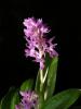 Orchis Quadripunctata ??