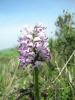 Orchis Simia Istanbul