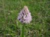 Orchis Tridentata Istanbul