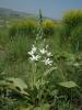 Ornithogalum Narbonense Ist.