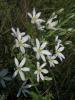 Ornithogalum Narbonense Ist.