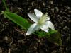 Ornithogalum Oligophyllum (akyldz)